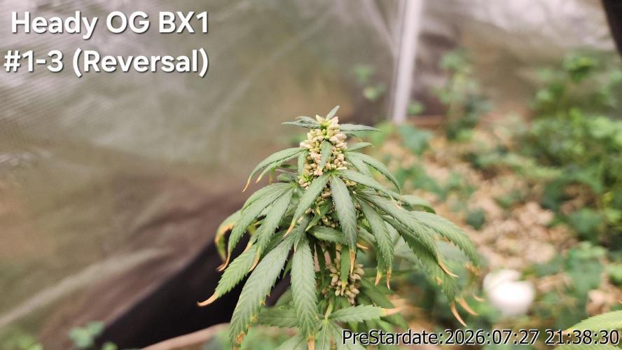 TKO x Heady OG BX1 – JLG | MDF. Week 12
