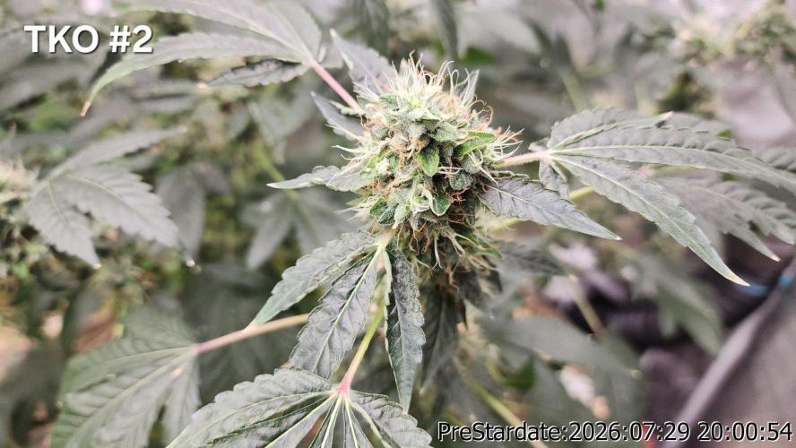 TKO x Heady OG BX1 – JLG | MDF. Week 12