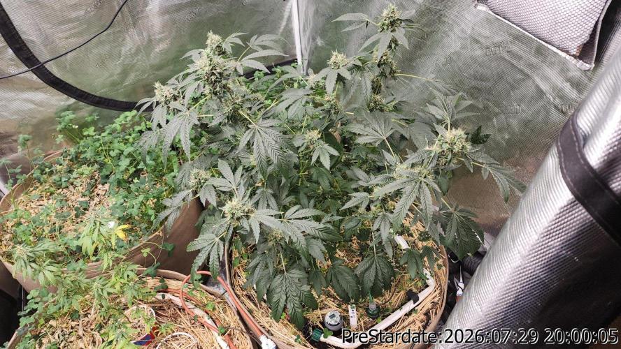 TKO x Heady OG BX1 – JLG | MDF. Week 12