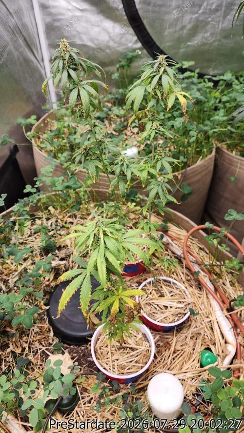 TKO x Heady OG BX1 – JLG | MDF. Week 12