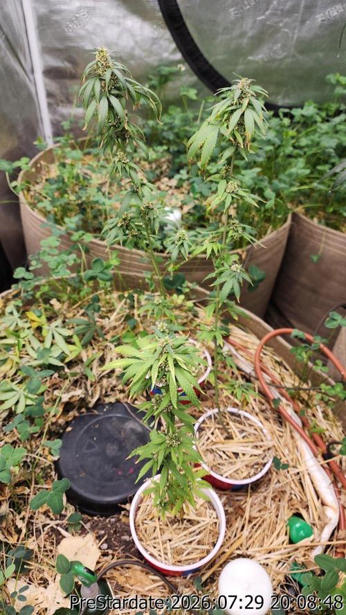 TKO x Heady OG BX1 – JLG | MDF. Week 12