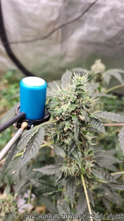TKO x Heady OG BX1 – JLG | MDF. Week 12