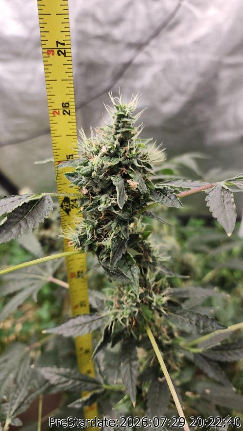 TKO x Heady OG BX1 – JLG | MDF. Week 12