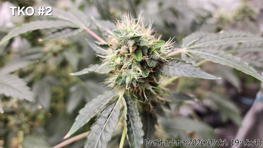 TKO x Heady OG BX1 – JLG | MDF. Week 12