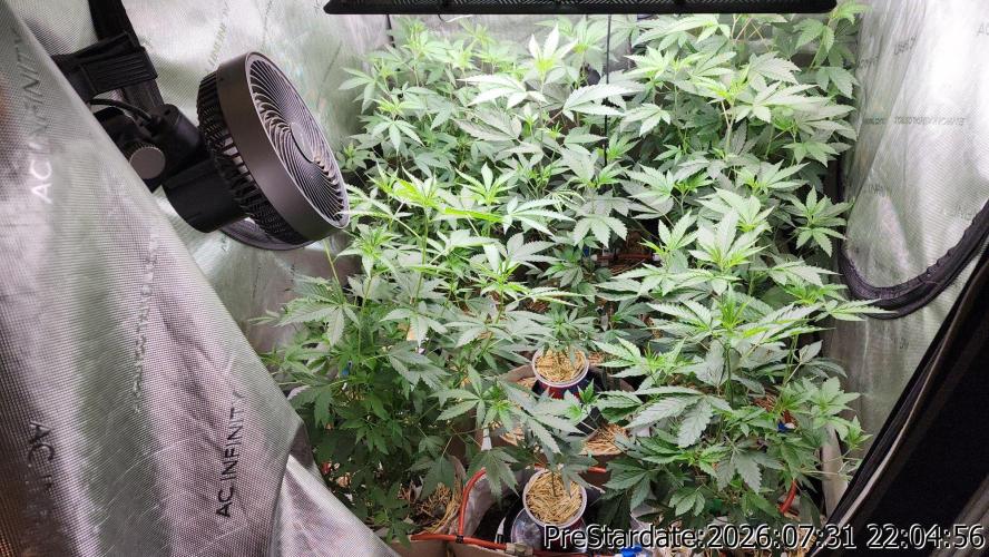 TKO x Heady OG BX1 – JLG | MDF. Week 12