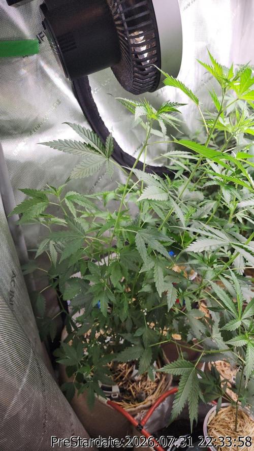 TKO x Heady OG BX1 – JLG | MDF. Week 12