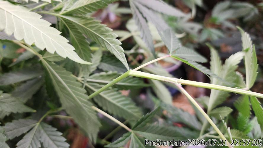 TKO x Heady OG BX1 – JLG | MDF. Week 12