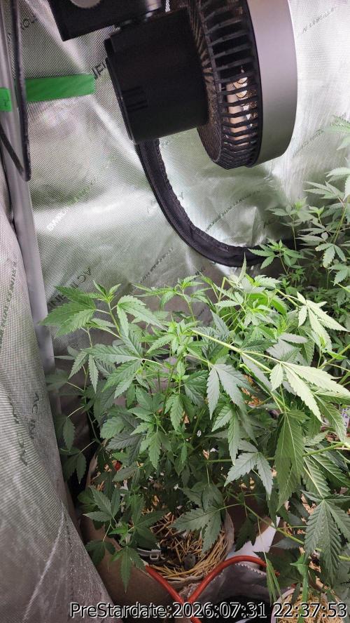 TKO x Heady OG BX1 – JLG | MDF. Week 12