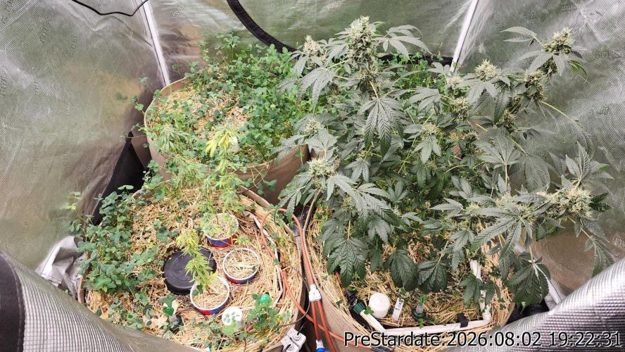 TKO x Heady OG BX1 – JLG | MDF. Week 12