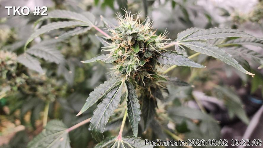 TKO x Heady OG BX1 – JLG | MDF. Week 12