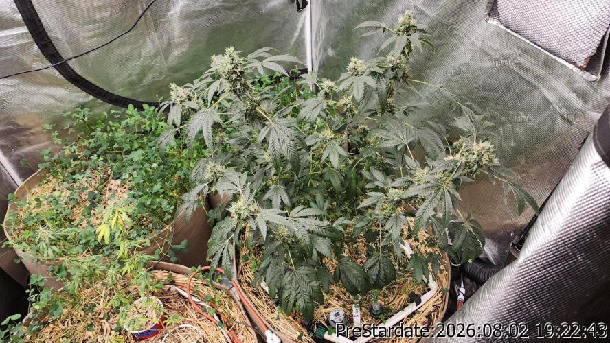 TKO x Heady OG BX1 – JLG | MDF. Week 12