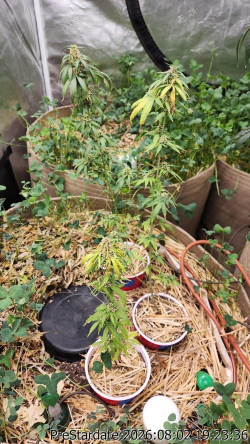 TKO x Heady OG BX1 – JLG | MDF. Week 12
