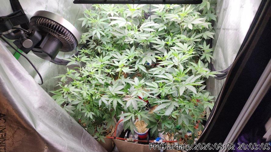 TKO x Heady OG BX1 – JLG | MDF. Week 12