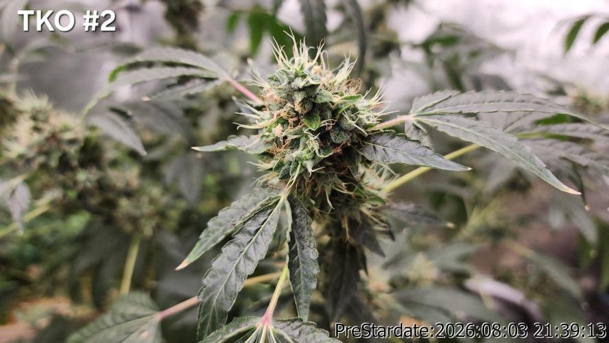 TKO x Heady OG BX1 – JLG | MDF. Week 13