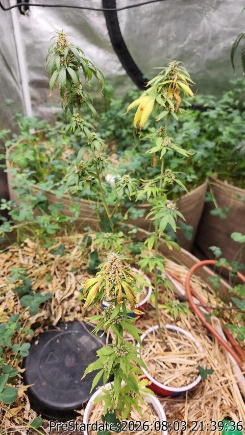 TKO x Heady OG BX1 – JLG | MDF. Week 13