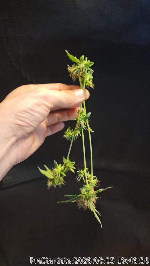 TKO x Heady OG BX1 – JLG | MDF. Week 13