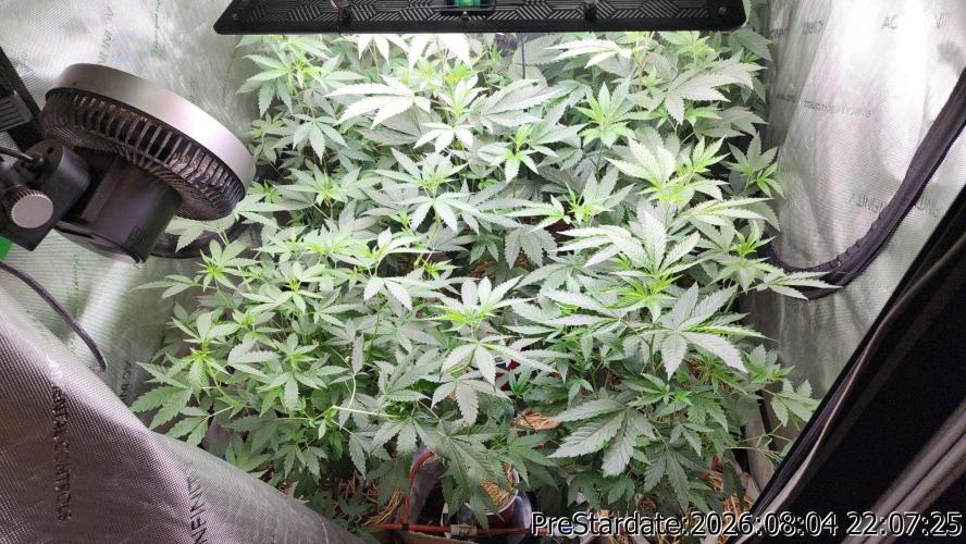 TKO x Heady OG BX1 – JLG | MDF. Week 13