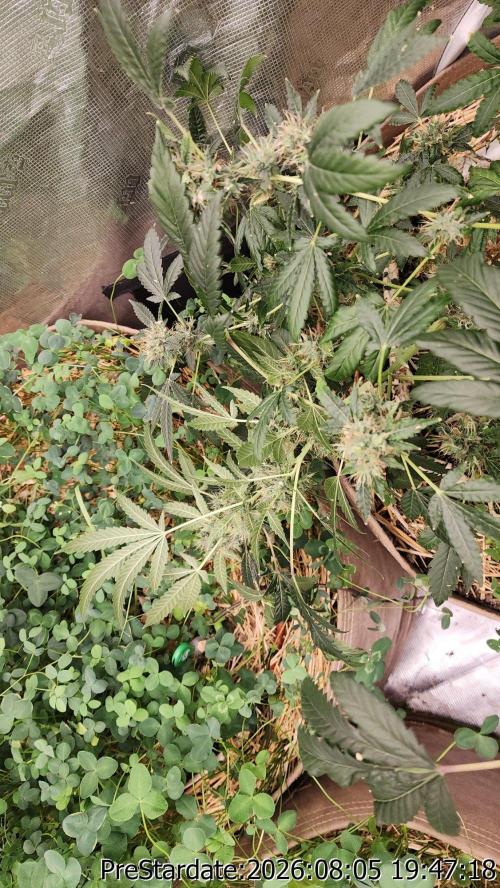 TKO x Heady OG BX1 – JLG | MDF. Week 13