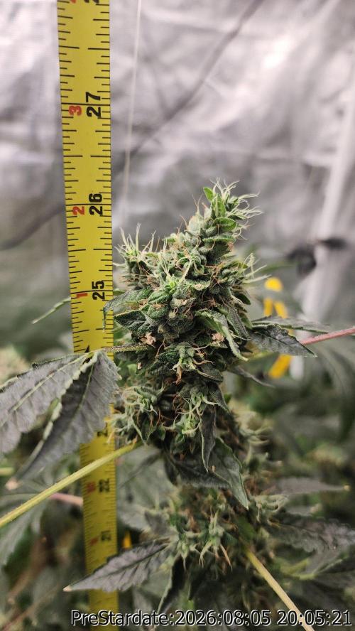 TKO x Heady OG BX1 – JLG | MDF. Week 13