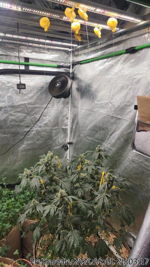 TKO x Heady OG BX1 – JLG | MDF. Week 13