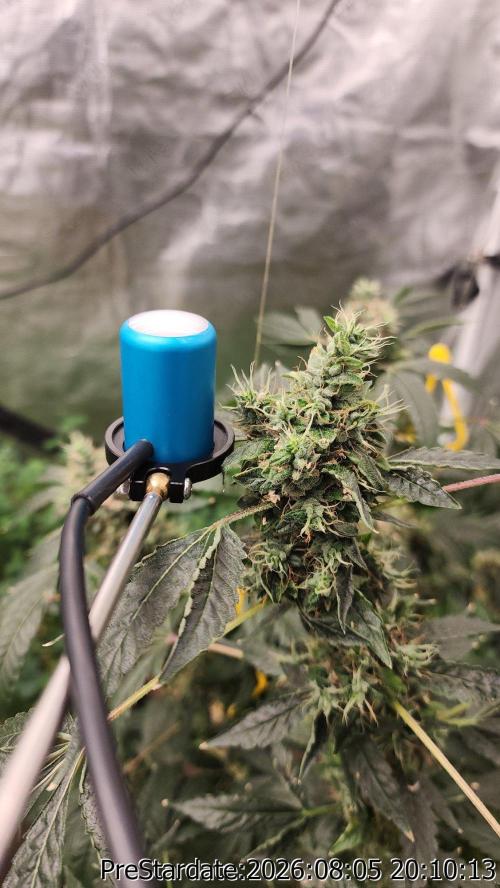 TKO x Heady OG BX1 – JLG | MDF. Week 13