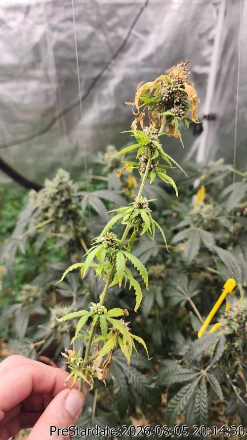 TKO x Heady OG BX1 – JLG | MDF. Week 13