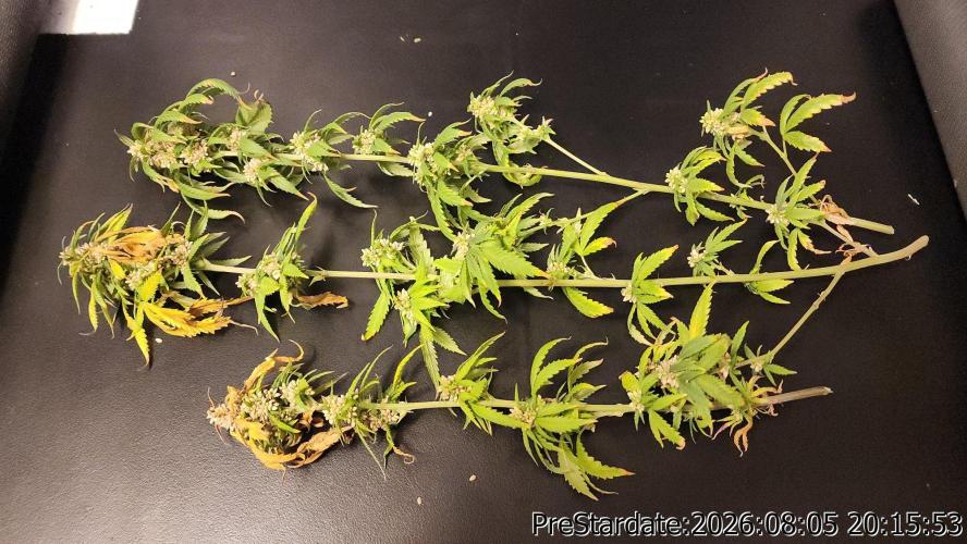TKO x Heady OG BX1 – JLG | MDF. Week 13