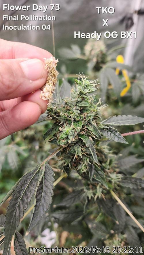 TKO x Heady OG BX1 – JLG | MDF. Week 13