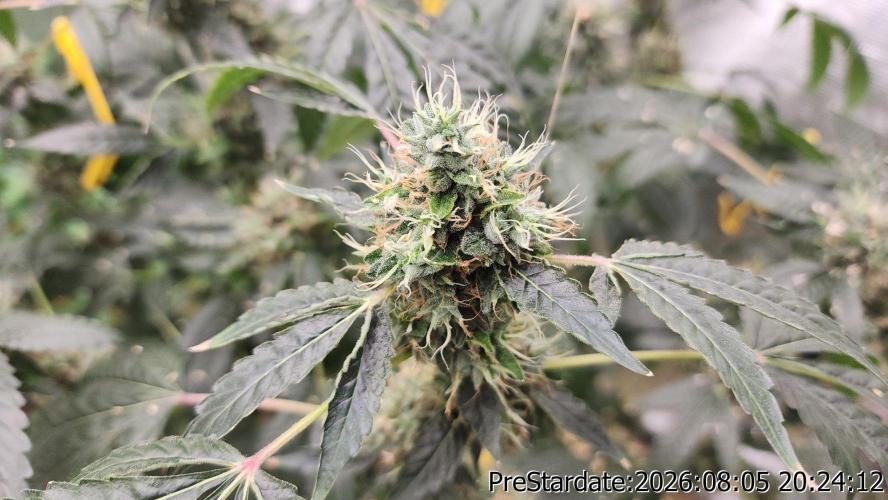 TKO x Heady OG BX1 – JLG | MDF. Week 13