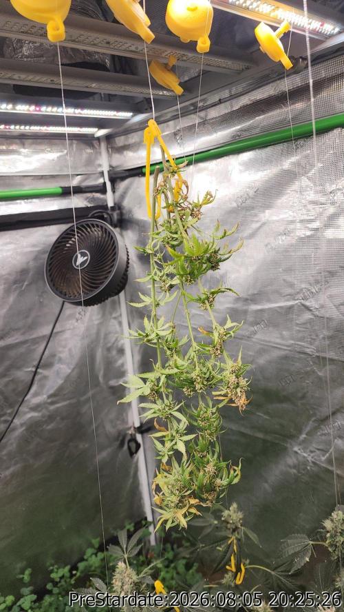 TKO x Heady OG BX1 – JLG | MDF. Week 13