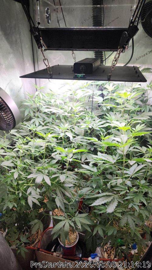 TKO x Heady OG BX1 – JLG | MDF. Week 13