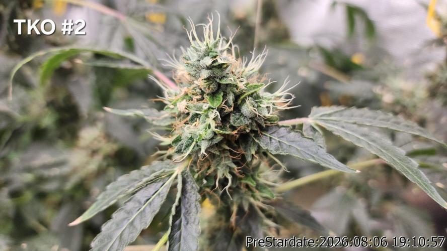 TKO x Heady OG BX1 – JLG | MDF. Week 13