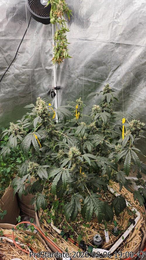 TKO x Heady OG BX1 – JLG | MDF. Week 13
