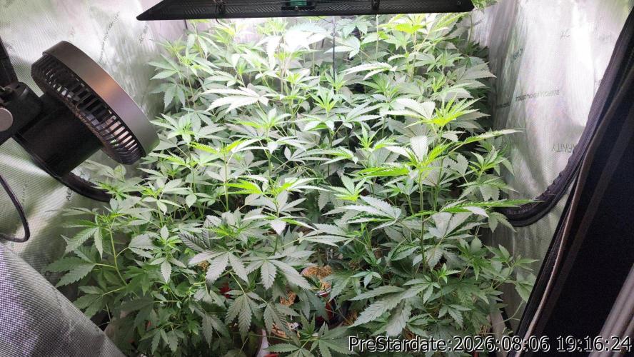 TKO x Heady OG BX1 – JLG | MDF. Week 13