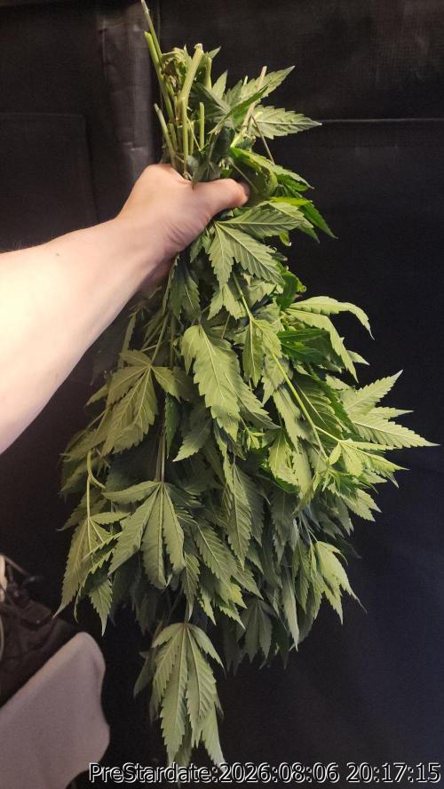 TKO x Heady OG BX1 – JLG | MDF. Week 13