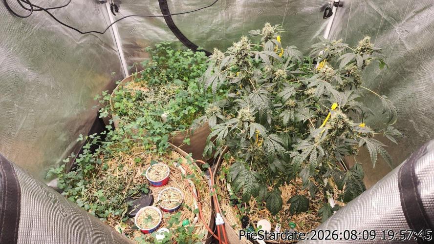 TKO x Heady OG BX1 – JLG | MDF. Week 13