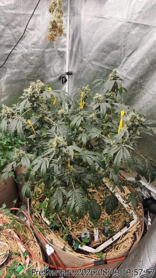 TKO x Heady OG BX1 – JLG | MDF. Week 13