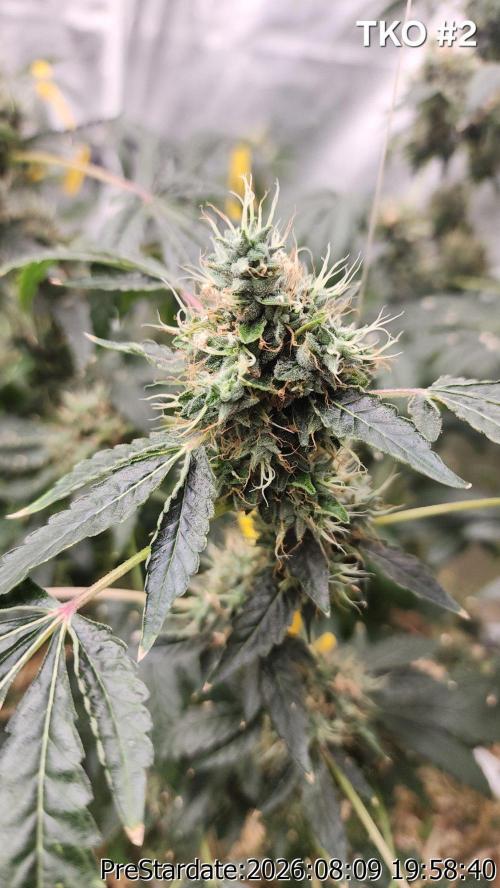 TKO x Heady OG BX1 – JLG | MDF. Week 13