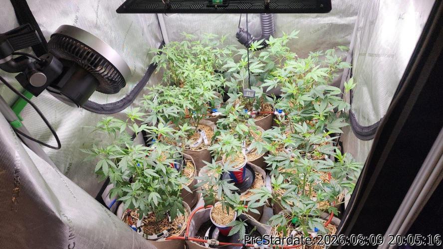 TKO x Heady OG BX1 – JLG | MDF. Week 13