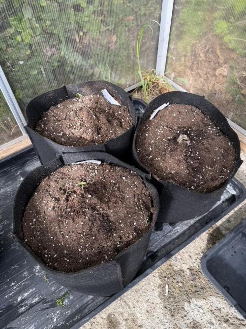 Greenhouse Outdoor Automatics set 2026. Week 0