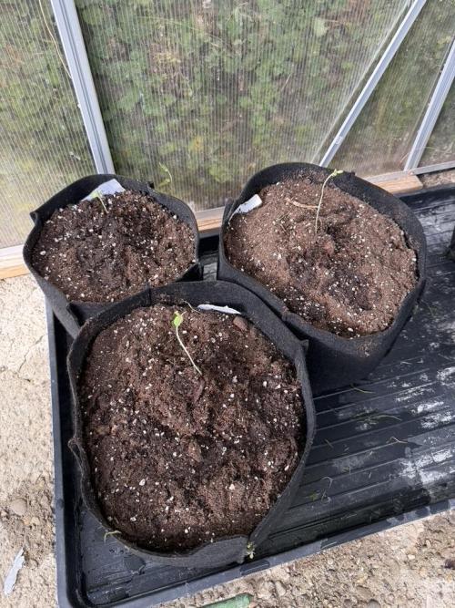 Greenhouse Outdoor Automatics set 2026. Week 0