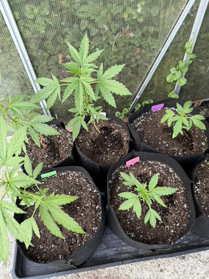 Greenhouse Outdoor Automatics set 2026. Week 4