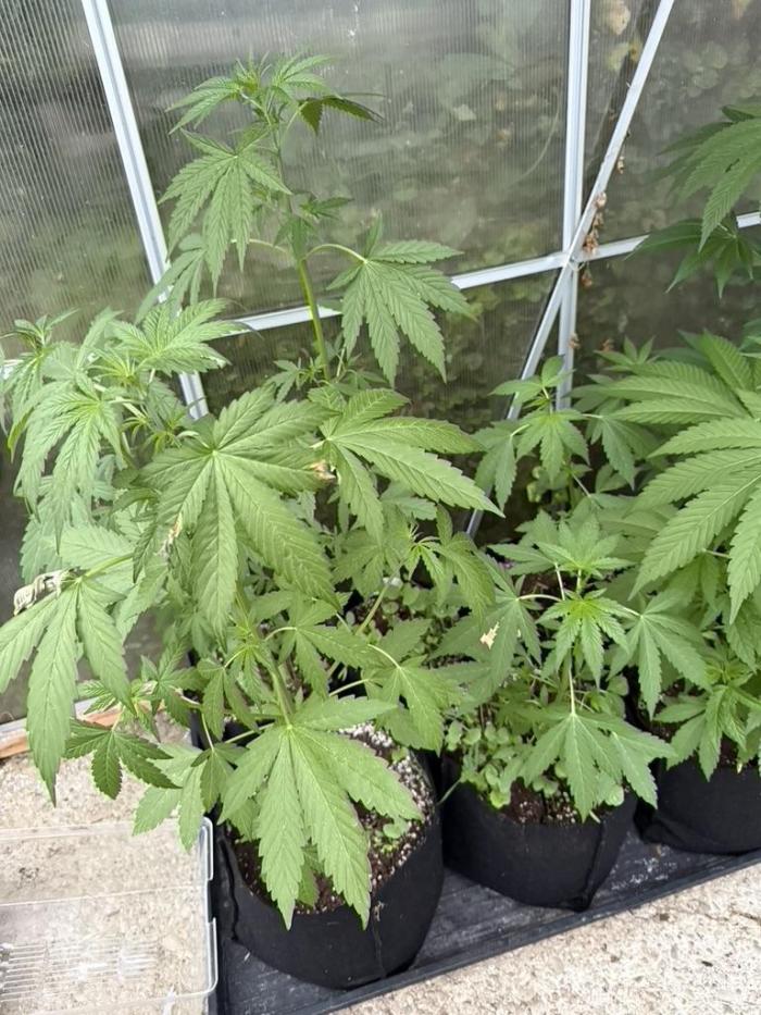 Greenhouse Outdoor Automatics set 2026. Week 8