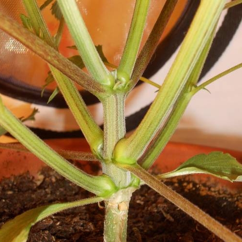 dinafem - dinamed cbd . Week 4 -  26 watt 