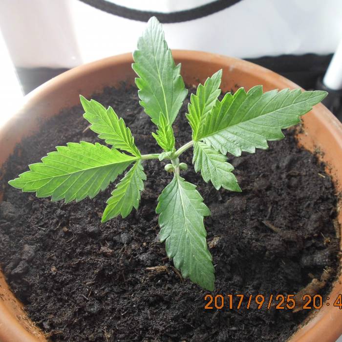 dinafem - dinamed cbd . Week 2