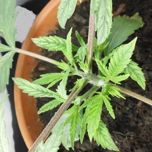 dinafem - dinamed cbd . Week 3