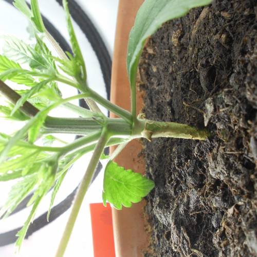 dinafem - dinamed cbd . Week 3