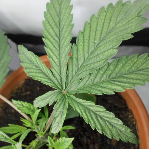 dinafem - dinamed cbd . Week 3