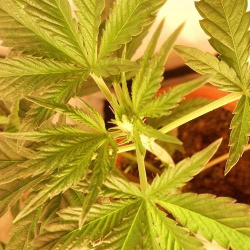 dinafem - dinamed cbd . Week 4 -  26 watt 