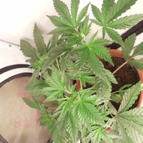 dinafem - dinamed cbd . Week 4 -  26 watt 